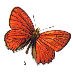 butterflyhallogfairy3