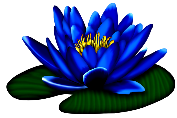 carlaperlinWaterLily%203.png