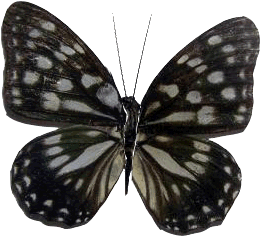 butterfly.png