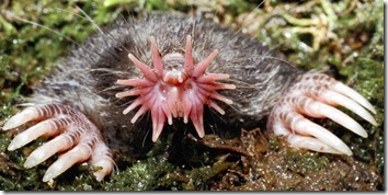 Star-nosed mole -- much more handsome! ... Probably a Lotus Notes user?