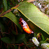 jezebel pupa ( chrysalis )