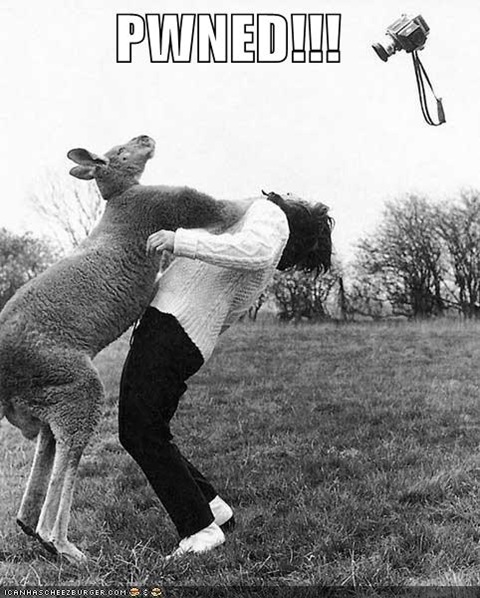 funny-pictures-kangaroo-punch