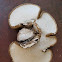 Birch Polypore mushroom