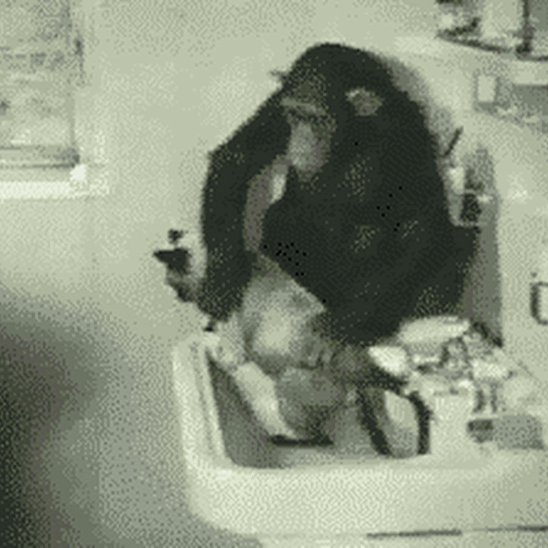 gifs divertido Chimpancé lavando al gato