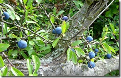 Sloes 1