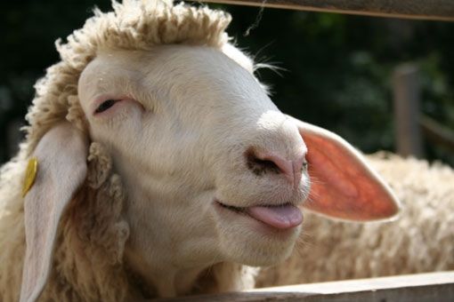 Grinsendes Schwein Grinsendes Schwein