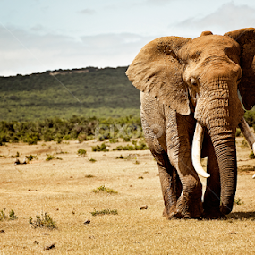 elephant by Linda Stander - Animals Other Mammals