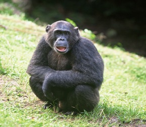 chimpanzee-Intelligent-ape