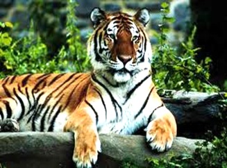 Tiger-indiannational-animal