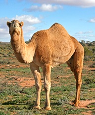 camel-desert-ship