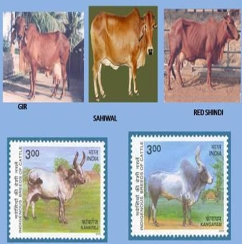 cattle-breeds