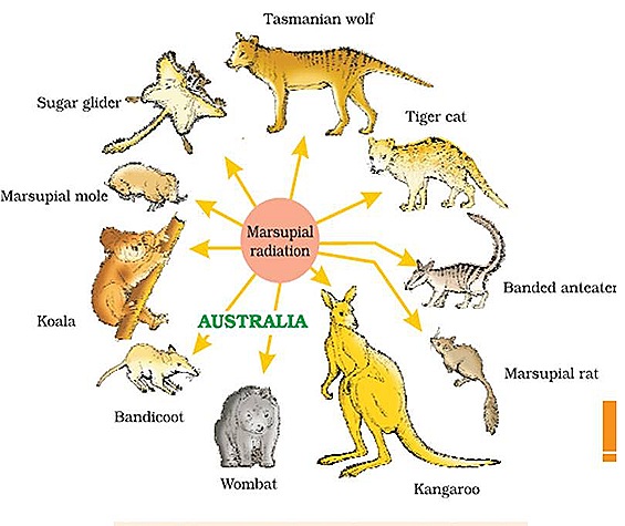 australia-zoo-geography