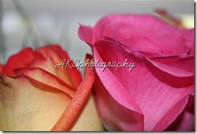 2 roses close up