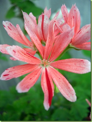 Pelargoner Juli 09 014-1