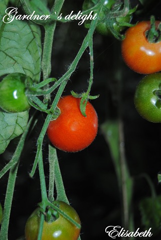 [Tomater og edderkopp 026[3].jpg]