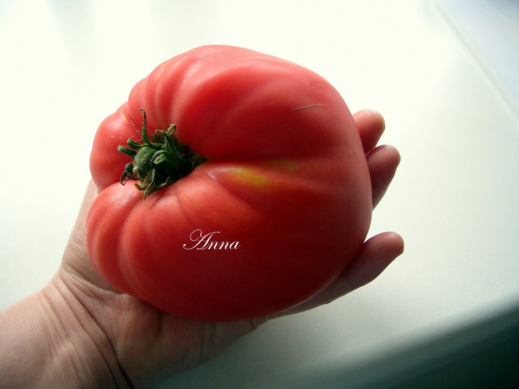 [Tomater 009[7].jpg]