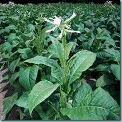 tobacco_plant