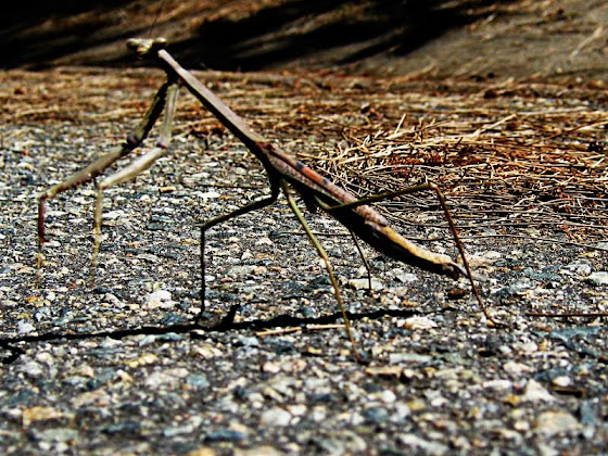 praying mantis