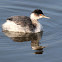 Horned Grebe