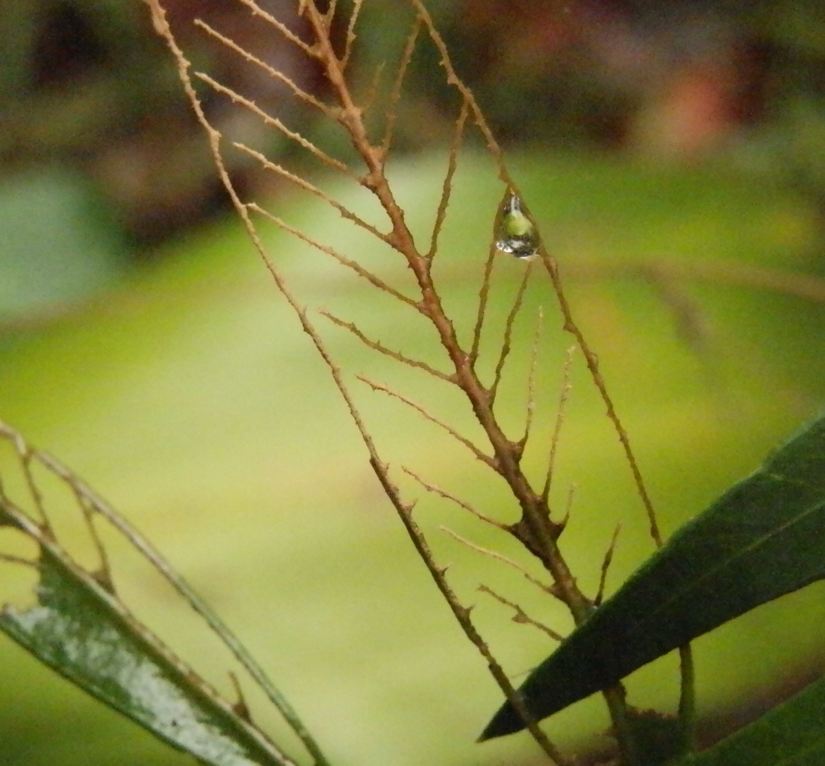 skeletonised melaleuca leaf