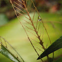 skeletonised melaleuca leaf