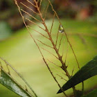skeletonised melaleuca leaf