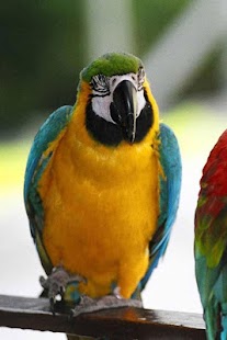 Birds Wallpaper Screenshots 1