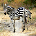 Zambia Safari Victoria Falls logo