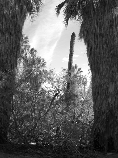 Palm Springs Dec 2010 099