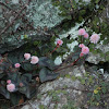 (Pink Knotweed, Japanese Knotweed or Pink bubble persicaria)