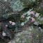 (Pink Knotweed, Japanese Knotweed or Pink bubble persicaria)