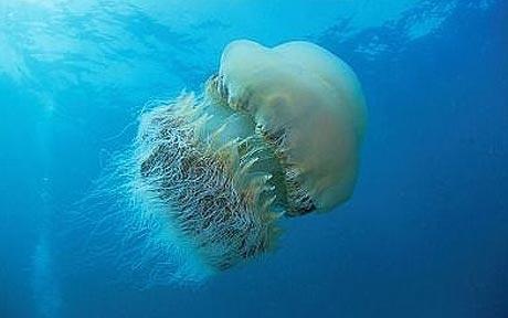Nomura_s-jellyfish_1514656c