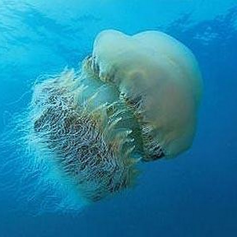 Barco de pesca japonés hundido por medusa gigante