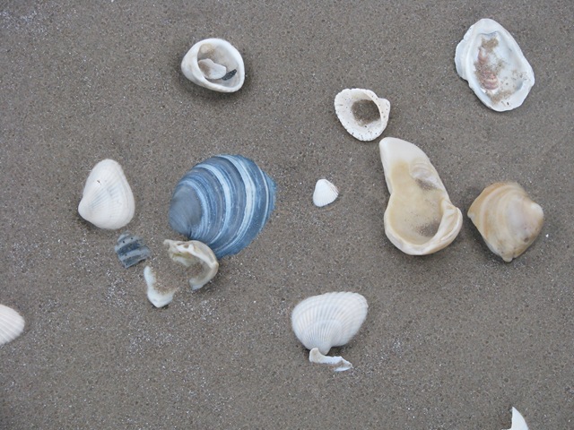 [5201 Early Morning Sea Shell Hunting South Padre Island Texas[2].jpg]