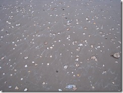 5190 Early Morning Sea Shell Hunting South Padre Island Texas