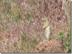 1302 Prairie Dogs at Ames Monument WY