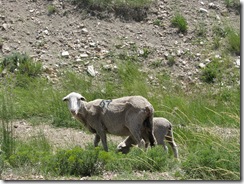 1655 Sheep beside Lincoln Highway west of Fort Bridger WY