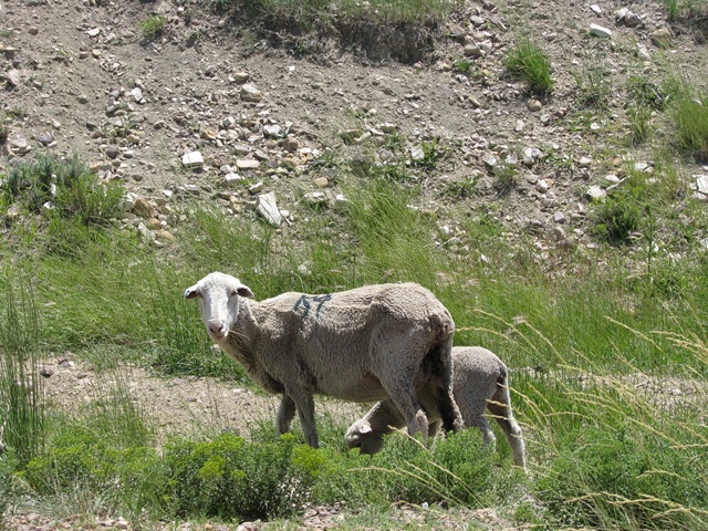[1655 Sheep beside Lincoln Highway west of Fort Bridger WY[2].jpg]