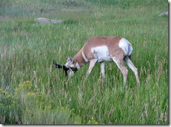 5807 Pronghorn Antelope near Roosevelt Arch Yellowstone National Park