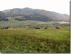 5896 Herd of Bison Yellowstone National Park