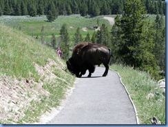 9221 Bison on Pathway Mud Volcano Area YNP WY