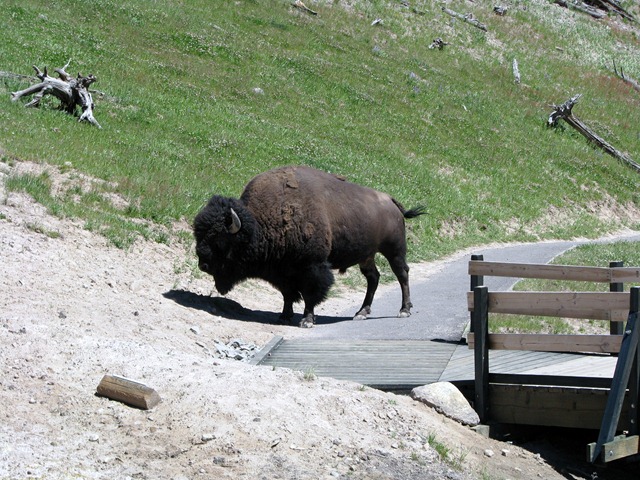 [9223 Bison on Pathway Mud Volcano Area YNP WY[2].jpg]