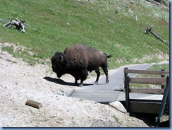 9223 Bison on Pathway Mud Volcano Area YNP WY