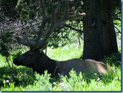 9292 Elk near South Rim Road YNP WY