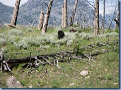 9300  Black Bear at Petrified Tree YNP WY