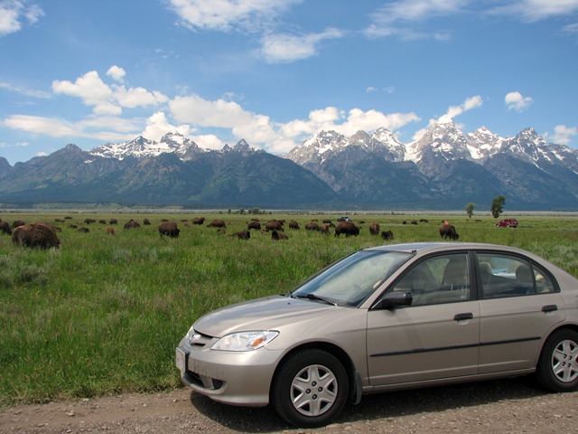 [8861 Bison on Antelope Flats Rd. GTNP WY[2].jpg]