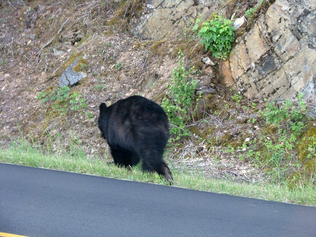 [9441 Black Bear Going To The Sun Road GNP MT[2].jpg]