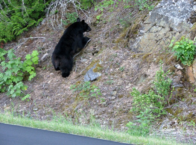 [9442 Black Bear Going To The Sun Road GNP MT[2].jpg]