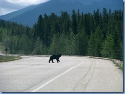 10035 Black Bear Jasper National Park AB