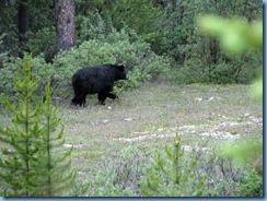 10200 Black Bear Banff National Park AB